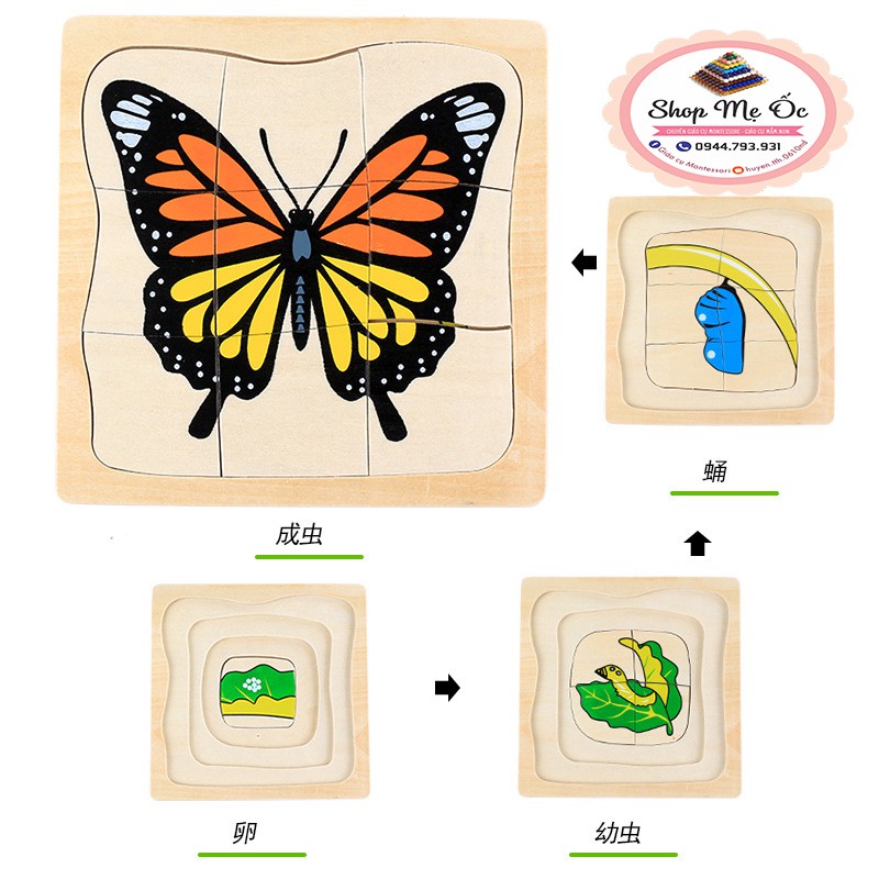 Xếp hình Quá trình sinh trưởng của bướm - Giáo cụ Montessori