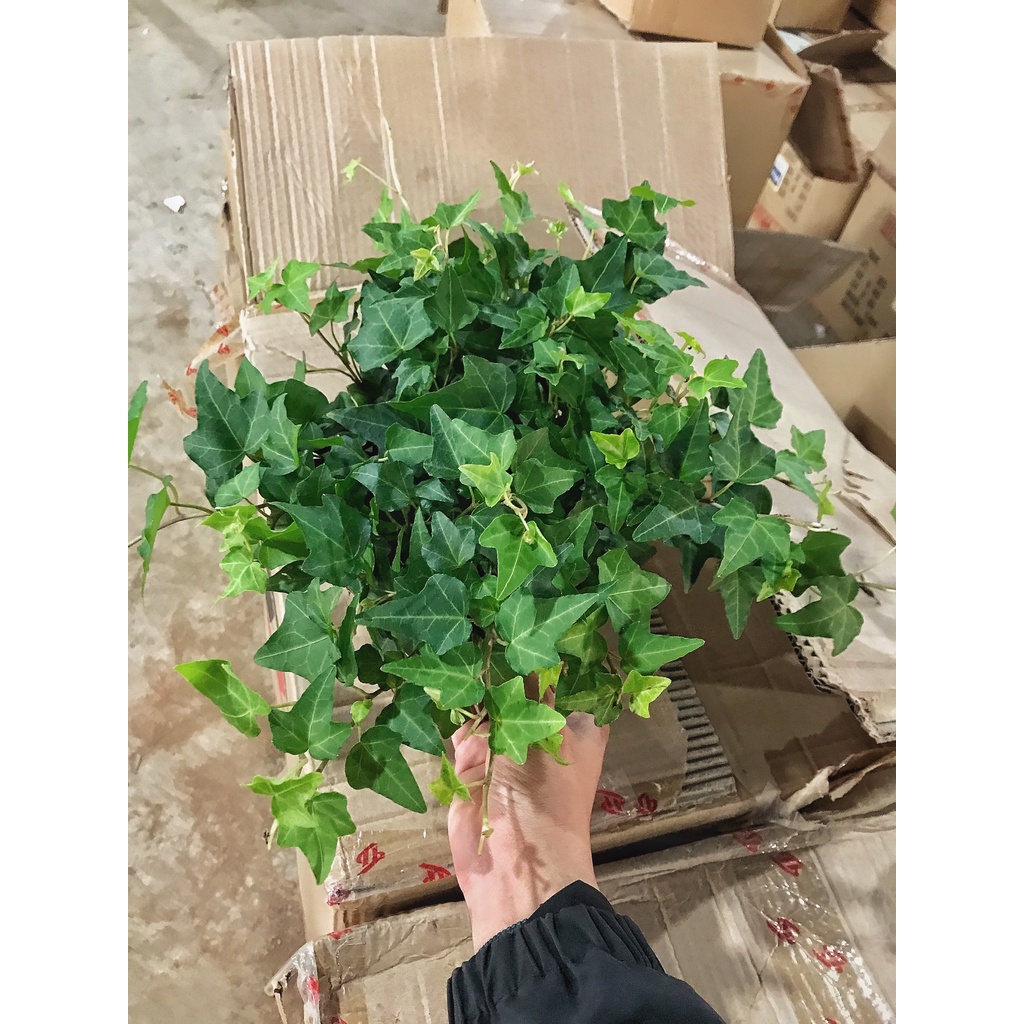 Cây thường xuân trồng chậu treo, cây có sức sống cực tốt nhiều nhánh lá xanh tươi quanh năm và dễ chăm sóc