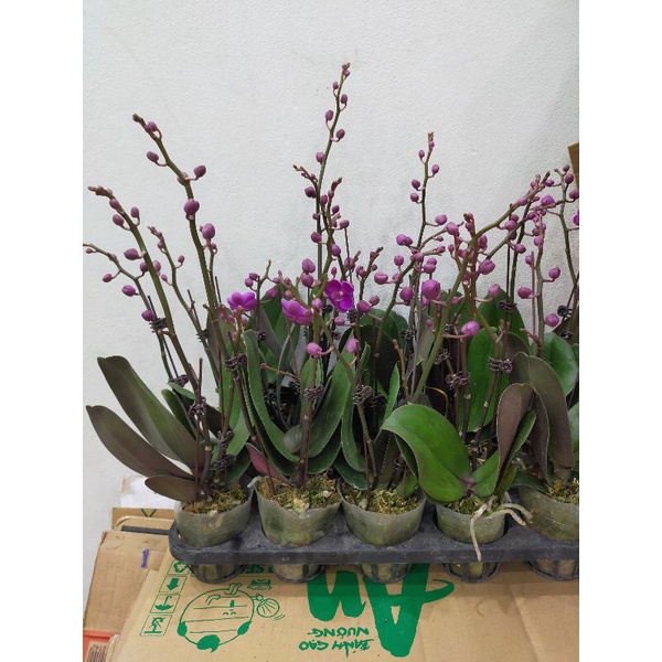 Combo 3 cây mãn thiên hồng đang hoa phân nhánh