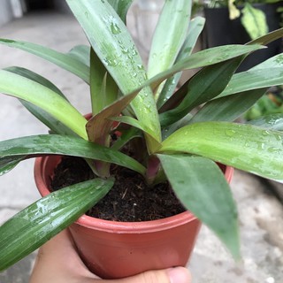 cây lẻ bạn (sò huyết ) cây rể trần