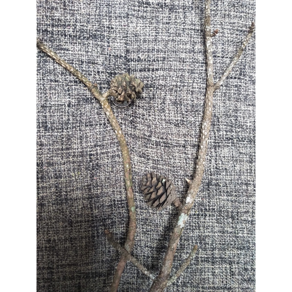 Cành thông khô tự nhiên Đà Lạt decor