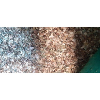 1kg Hạt giống phi lao