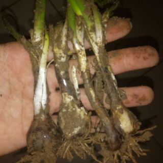 Cây hoa huệ mưa (cây tóc tiên)