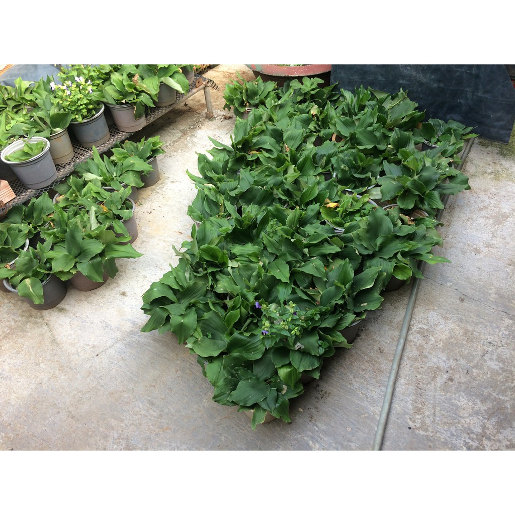 CÂY ĐỊA LIỀN GIỐNG RẤT NHIỀU CÔNG DỤNG