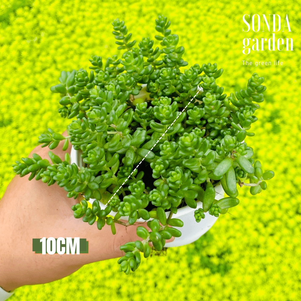 Sen đá sedum kẹo SONDA GARDEN size trung bình 10cm, cây cảnh trang trí nhà cửa, lỗi 1 đổi 1
