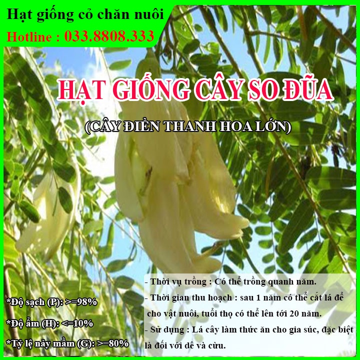 Hạt Giống Cây So Đũa (500g) – Cây Điền Thanh Hoa Lớn - Giống Cỏ Chăn Nuôi - Cỏ Chăn Nuôi động vật