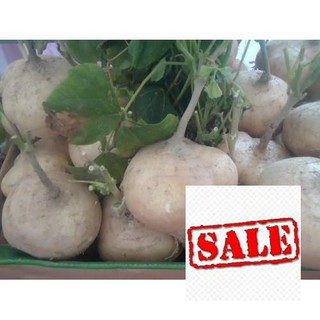20 hạt giống củ đậu siêu ngọt SALE