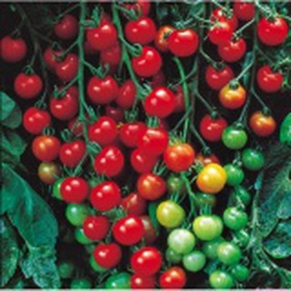 Hạt giống Cà chua bi cao cây quả tròn đỏ -30 hạt