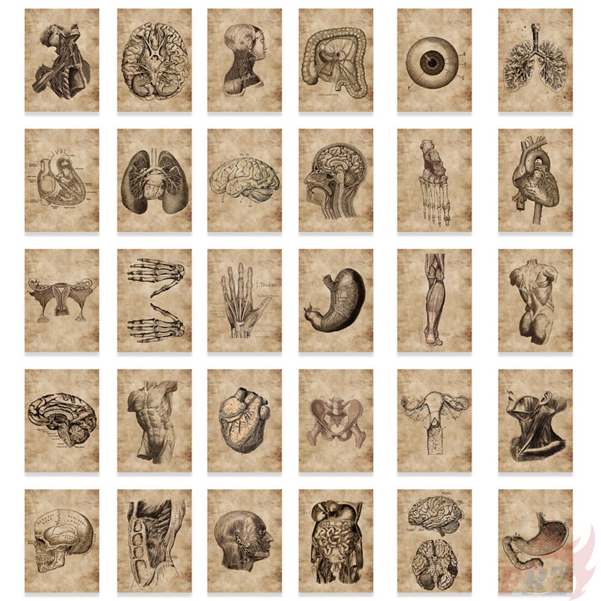 Set 55 Món Đồ Chơi Chất Lượng Cao ❉ Hình Dán Nghệ Thuật Giải Phẫu Con Người Cổ Điển Series 01 ❉ Sticker Dán Tường Chống Thấm Nước Họa Tiết Doodle Hợp Thời Trang