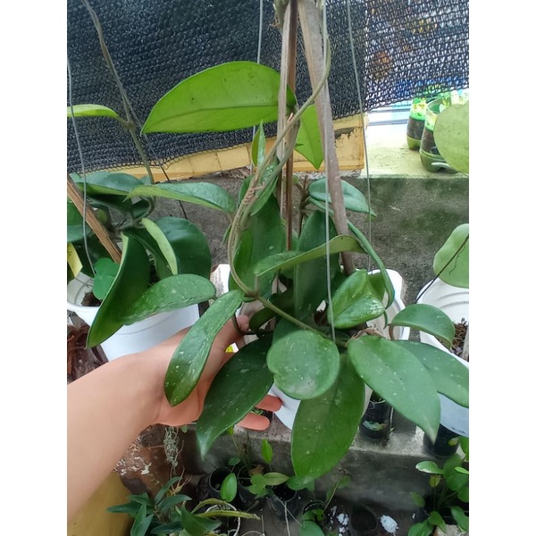 Cẩm cù carosa White F1