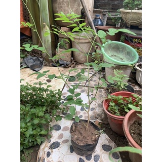 Cây đậu biếc