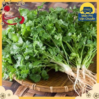 Hạt Giống Mùi Cồn Tía