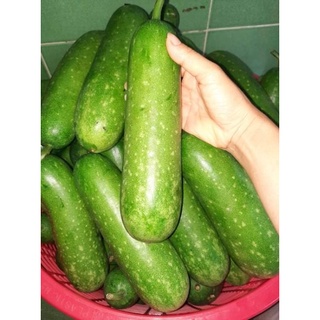 Trà bí đao sấy mộc (nước keto)