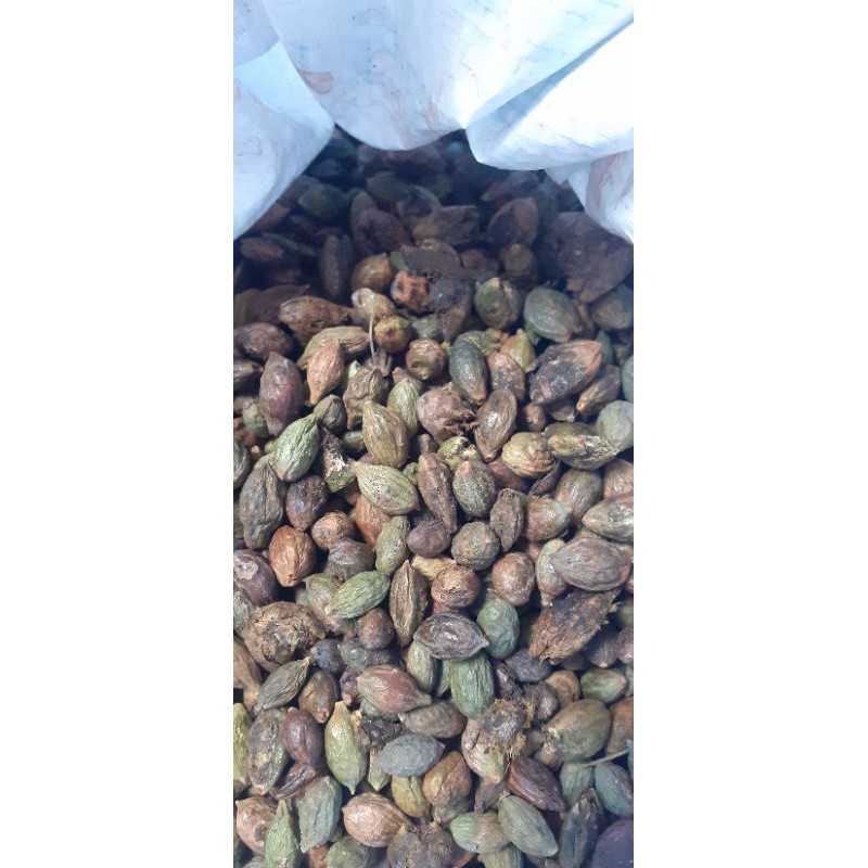 1kg Hạt giống bàng đài loan