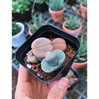 Sen đá thạch lan Lithops