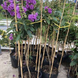 Cây 🌲 Bằng lăng thái đang hoa