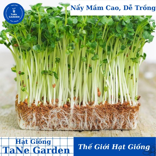 100Gr Hạt Giống Rau Mầm Củ Cải Trắng - TaNe Garden