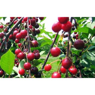 Hạt Giống Quả Anh Đào ( Quả Cherry)10 hạt