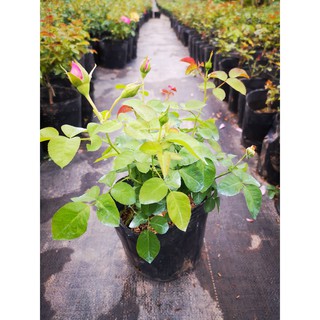 Combo 5 cây hoa hồng leo Pháp tặng phân bón( mỗi cây 1 màu)