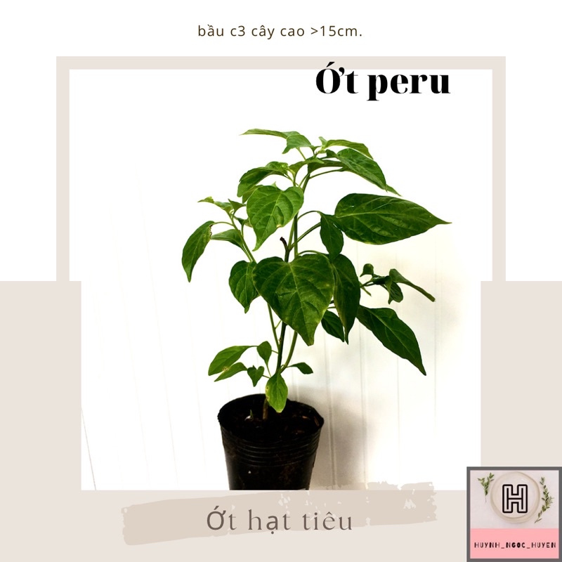 Chậu ớt Peru (ớt hạt tiêu mắc nhất TG) chậu C3