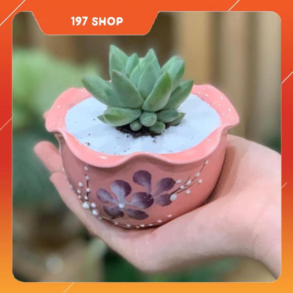 Cây Sen Đá Chuỗi Ngọc Đứng - 10x10x15 Cm - Dáng Bán Cầu - Hồng - Cây Mini Để Bàn & Chậu Trồng Cây Gố