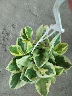 TRƯỜNG SINH CẨM THẠCH
