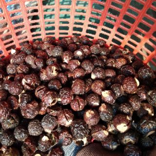 💥💥Bồ hòn Tây nguyên
