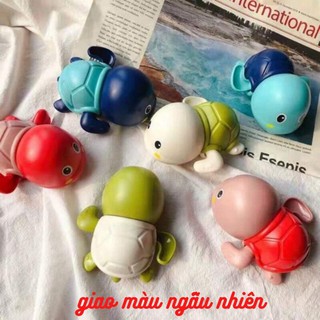 Rùa bơi trong nước