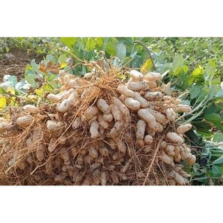 Hạt giống Lạc đen 15gr