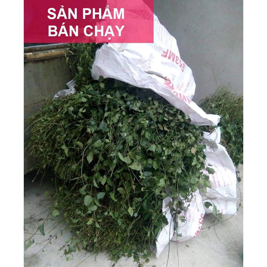 Chè vằng khô giảm cân lợi sữa gói 1kg | BigBuy360 - bigbuy360.vn