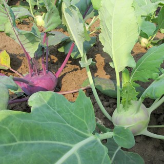 [Seeds] Hạt giống Su Hào Tím, Su hào xanh, đóng gói 1gr