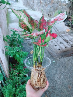 Chậu Cây Vạn Lộc Thuỷ Sinh