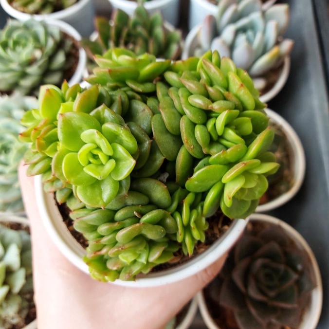 Sen đá lục bích cỡ to