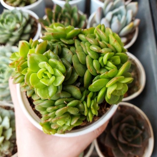 Sen đá lục bích cỡ to