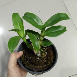 Hoa lan Denro đột biến lá biên