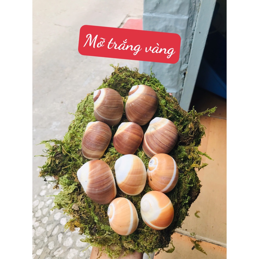 Vỏ Mỡ trắng vàng có nhiều size nhắn tin để chọn