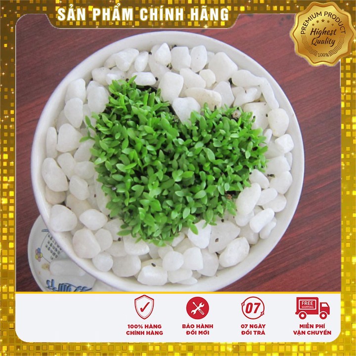 HẠT GIỐNG CỎ MAY MẮN LUCKY  1 GRAM