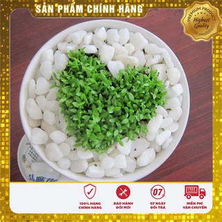 Hạt giống Cỏ May Mắn - 1gr
