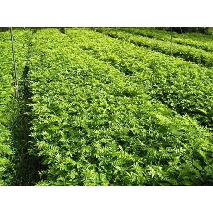 Cây Giống Sưa, Sưa Gỗ Đỏ thân cứng có giá trị kinh tế cao