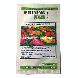 50H - hạt giống cúc lá nhám