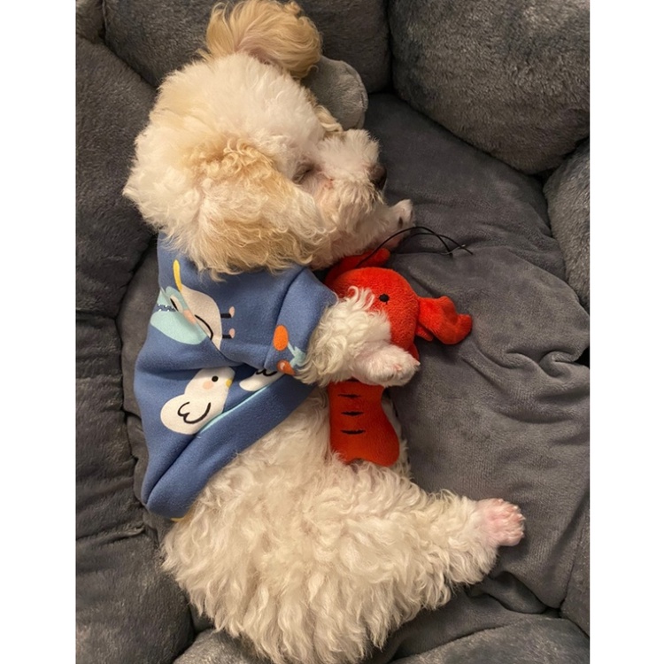 ĐỒ CHƠI CHO CHÓ MÈO BẰNG BÔNG PHÁT RA TIẾNG KÊU - LOVE PETS SHOP