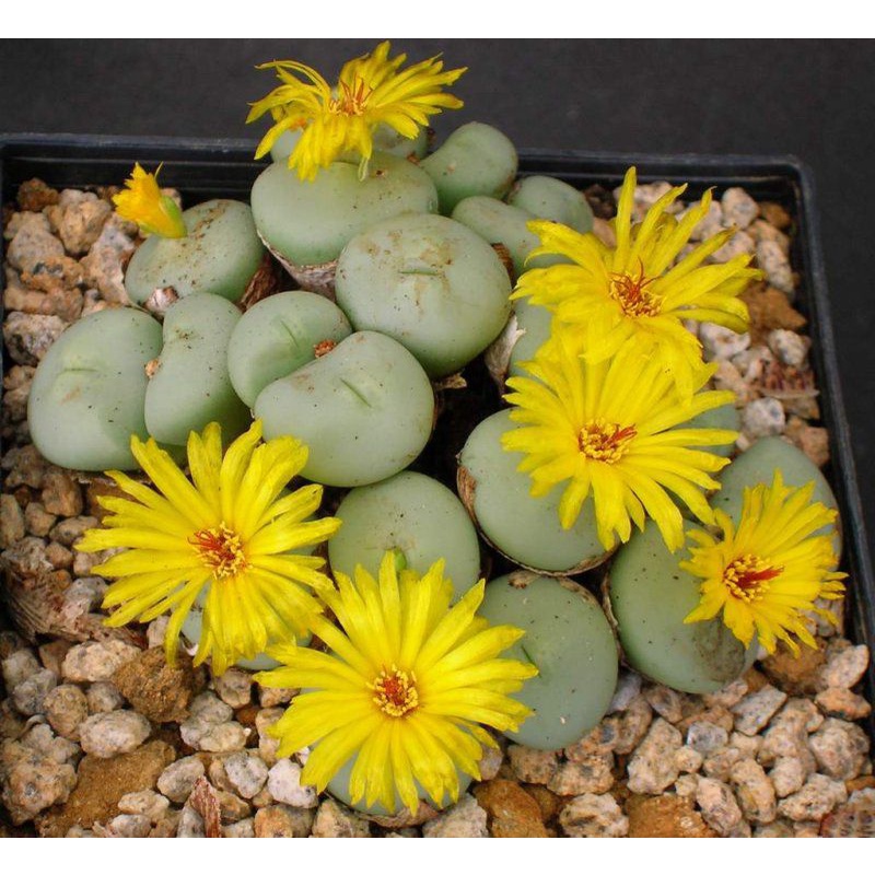 Sale 50%- Sen Đá Cono Flavum  chậu 6cm.