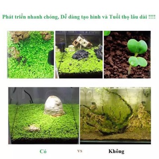 Hạt giống cây trồng thủy sinh