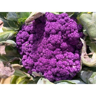 Hạt giống súp lơ tím