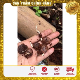 5 Hạt giống Tử đằng (tặng gói Kích nẩy mầm và Hướng dẫn) VIETSEED