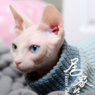 MOMO quần áo cho mèo cưng lót kitty bốn chân không lông ấm con Xiêm của Anh