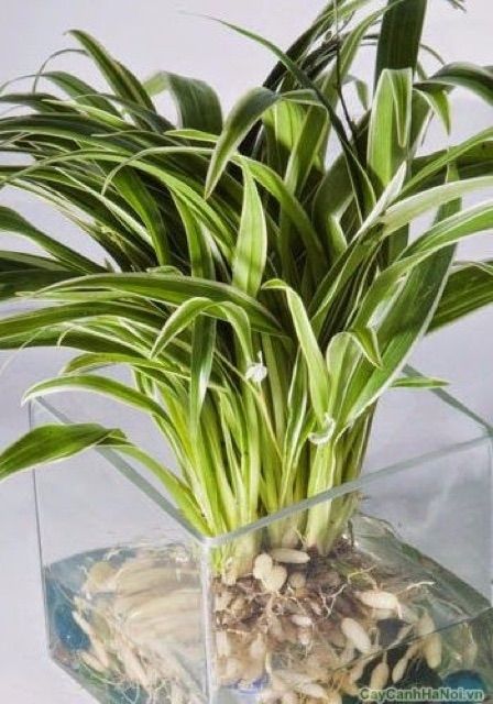 Cây cỏ lan chi lá ngắn - cây phong thủy