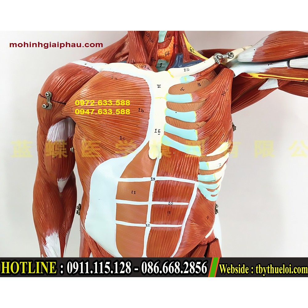 Bộ mô hình giải phẫu cơ thể người 170cm tỉ lệ 1:1 bóc tách từng bộ phận
