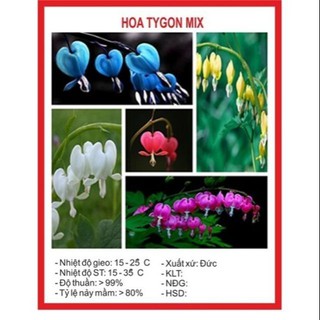 Hạt giống hoa tigon mix 5 mầu Xanh trắng hồng đỏ vàng gói 20h