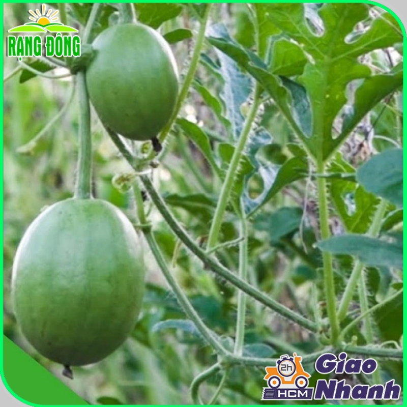Hạt giống Dưa Hấu thu non (Dưa Canh) trái sai, trồng quanh năm - Hạt giống Rạng Đông